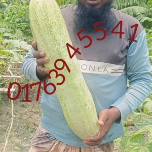শসা